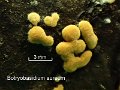 Botryobasidium aureum-amf1943
